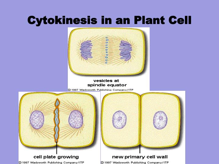 Chromosomes Binary Fission Mitosis Cancer PowerPoint Presentation ... Biology Diagrams