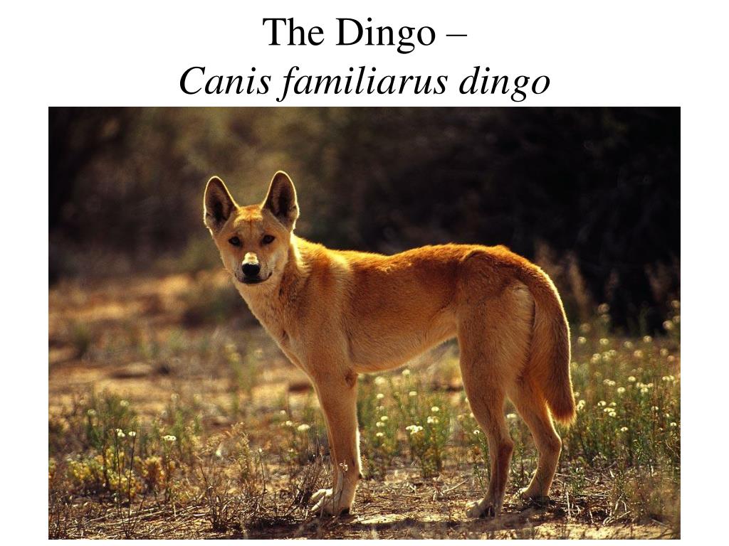 Каких животных завезли в австралию. Динго в Австралии. Динго порода собак. Эндемик Австралии собаки Динго. Дикая собака Динго в Австралии.