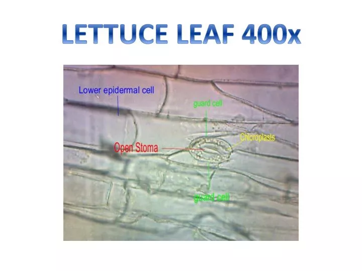 PPT LETTUCE LEAF 400x PowerPoint Presentation, free download ID2711931