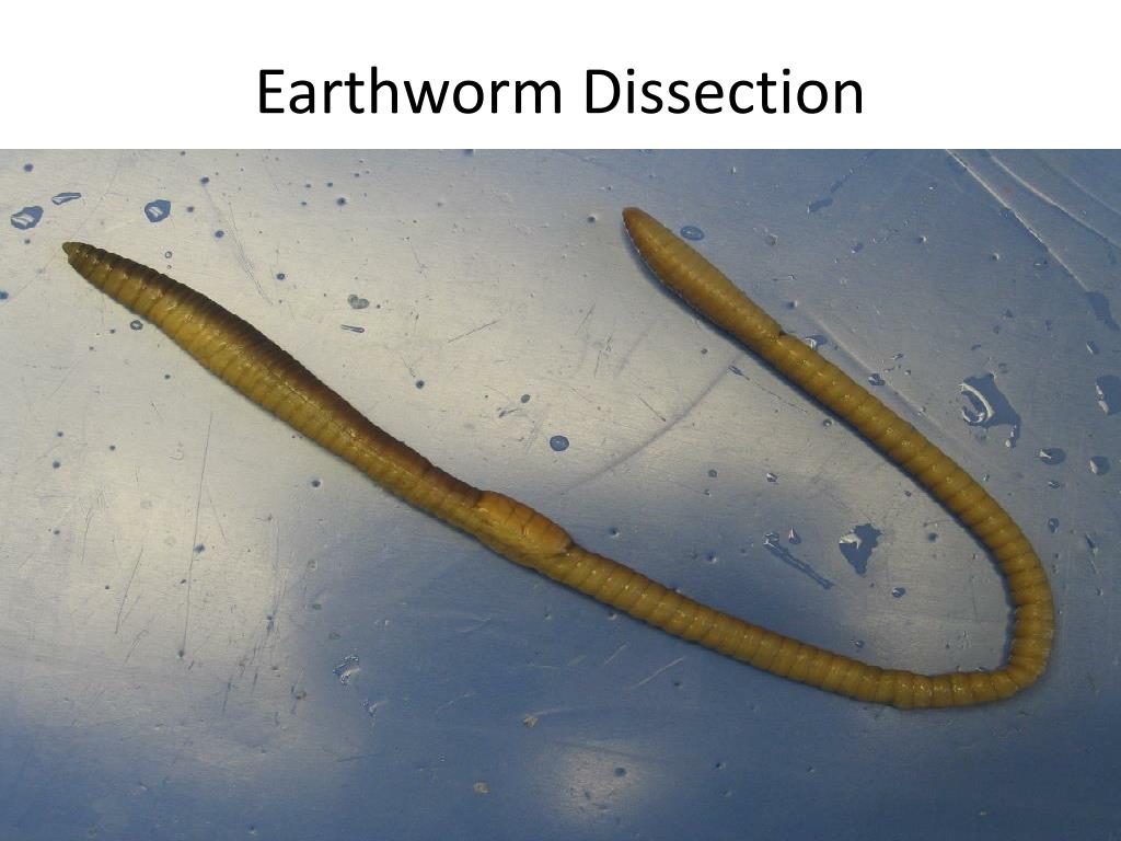 PPT - Earthworm Dissection PowerPoint Presentation, free download