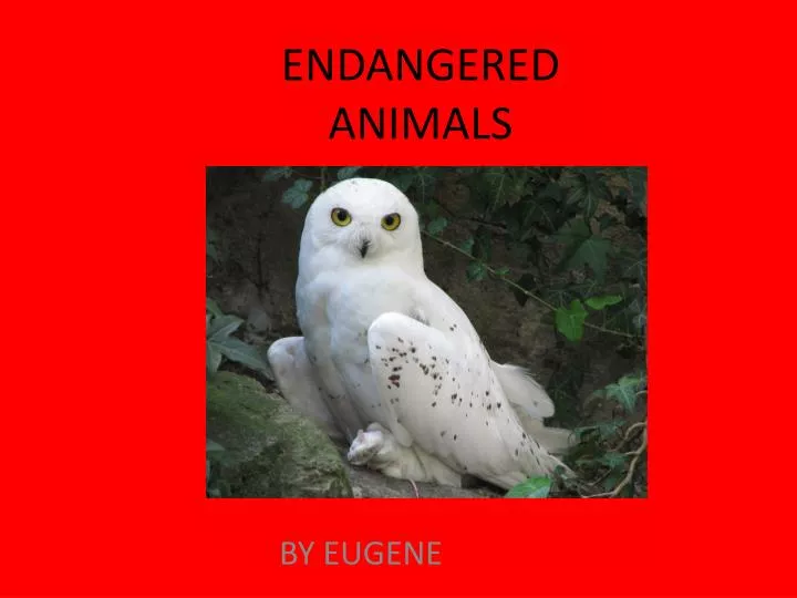 endangered animals n.