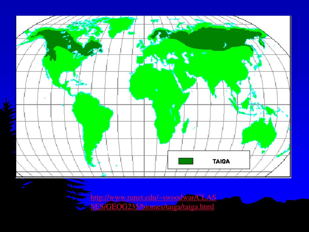 Хвойные леса на карте. Тайга на карте. Карта хвойных лесов в мире. Бореальные хвойные леса на карте.