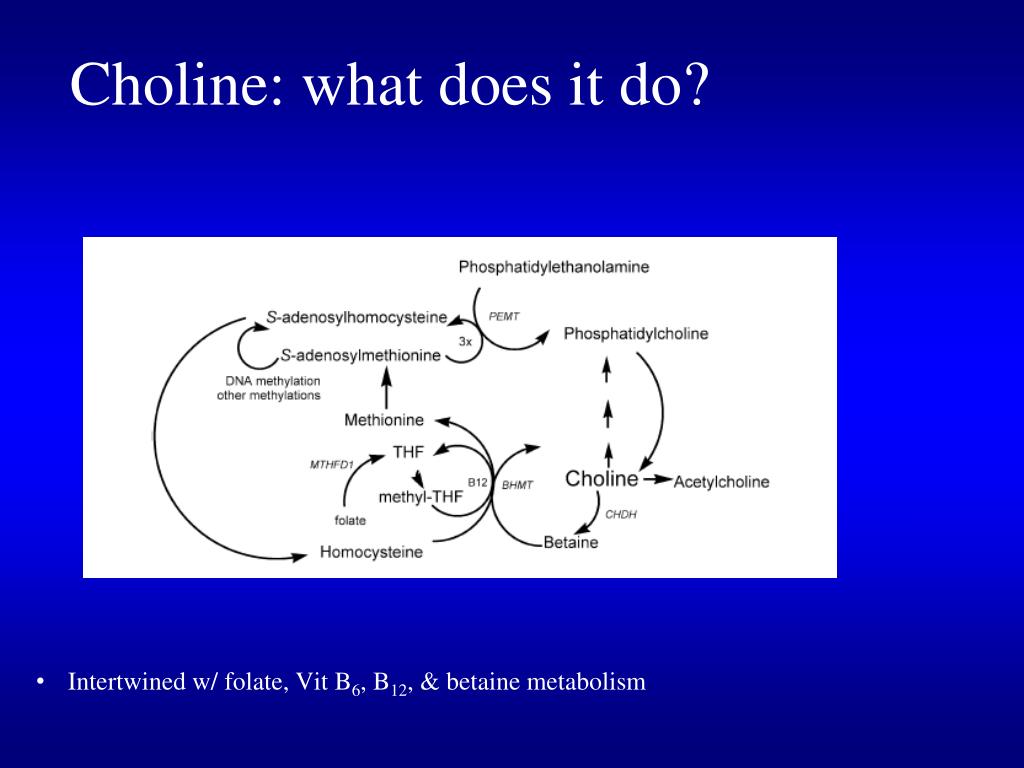 PPT Choline and Exercise PowerPoint Presentation, free download ID
