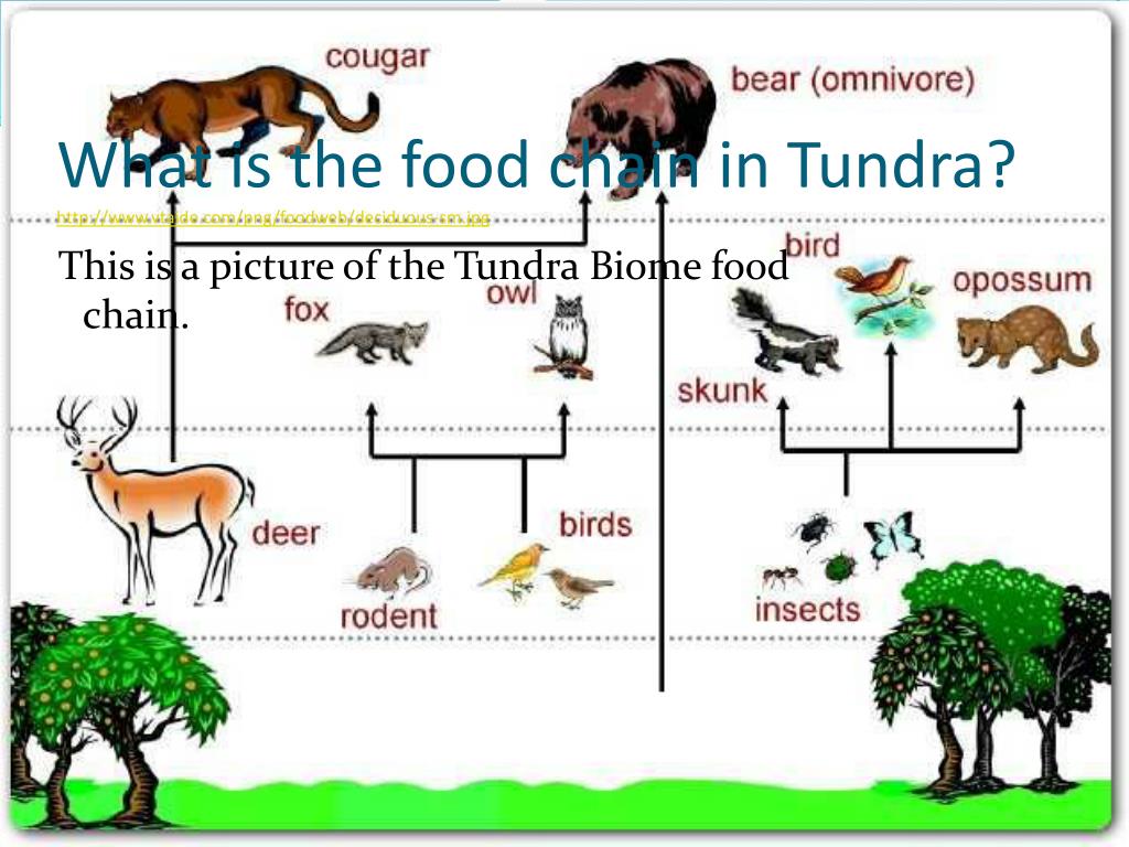 40+ Alpine Tundra Animals Food Web Gif
