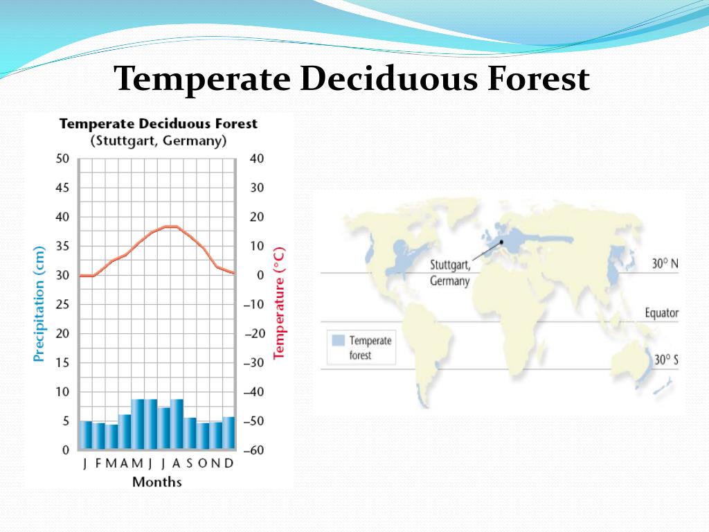 temperate deciduous forest climate
