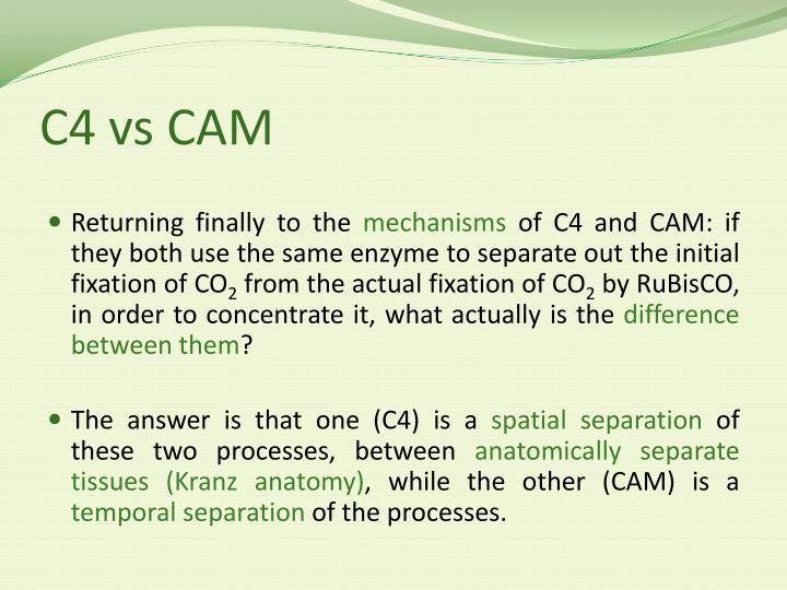 PPT Contrasting C3, C4 and CAM Photosynthesis overview