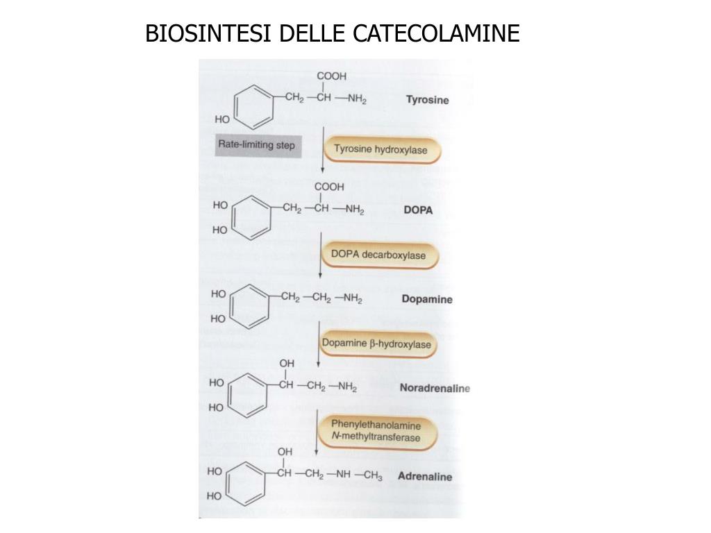 PPT BIOSINTESI DELLE CATECOLAMINE PowerPoint Presentation Free PPT BIOSINTESI DELLE CATECOLAMINE PowerPoint Presentation Free
