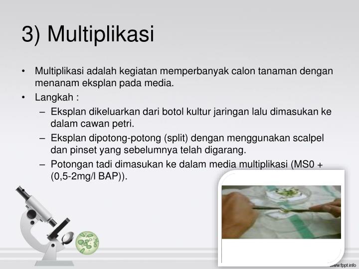 Multiplikasi Kultur Jaringan Adalah Homecare24