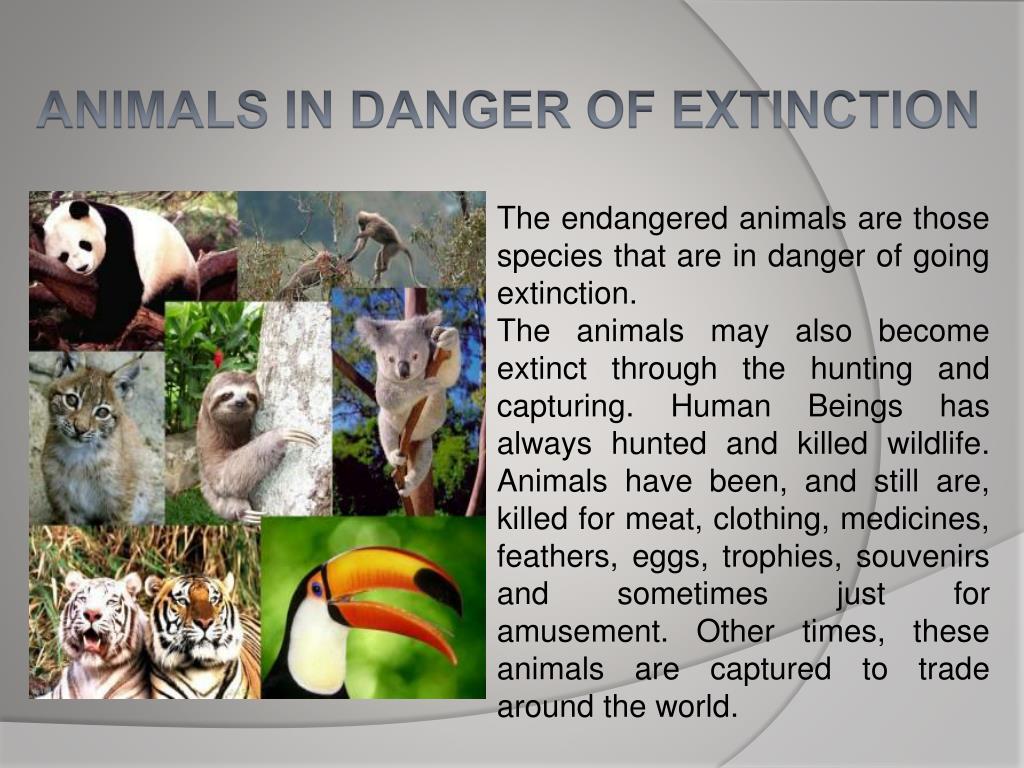 essay about wildlife species in danger of extinction