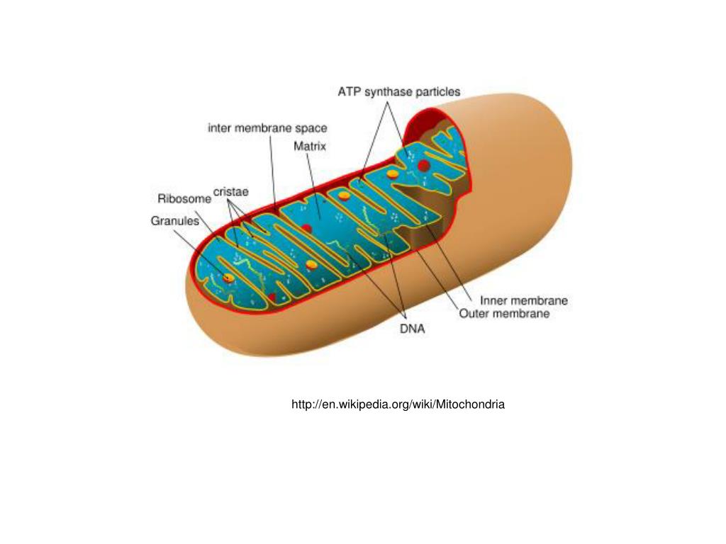 Что такое митохондрии простыми словами у человека. Схема строения митохондрии. Митохондрии на схеме клетки. Строение митохондрии. Строение митохондрии клетки.