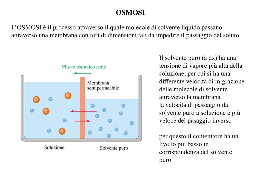 Cosa Hanno In Comune L Osmosi E La Diffusione Semplice