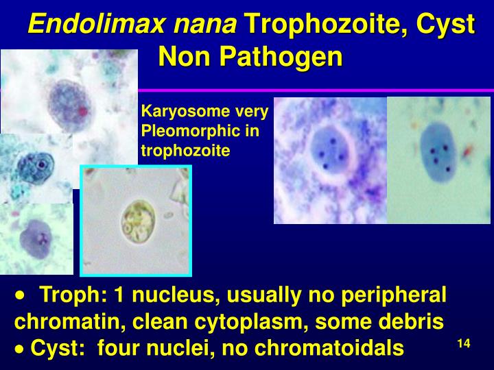 PPT - 2013 PARASITOLOGY WORKSHOP Lynnegarcia2@verizon PowerPoint ...