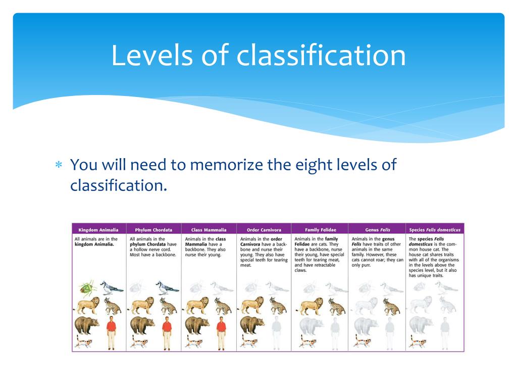 PPT Classification PowerPoint Presentation, free download ID2722486
