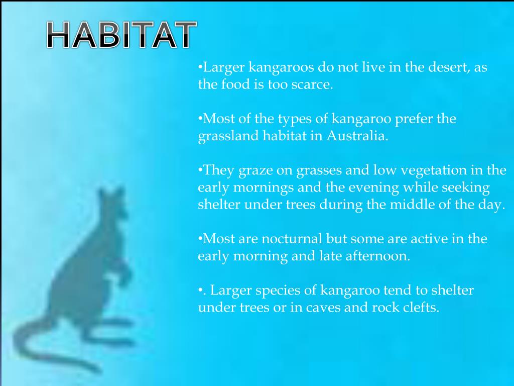 Australian Kangaroos PowerPoint Presentation, free download Biology Diagrams