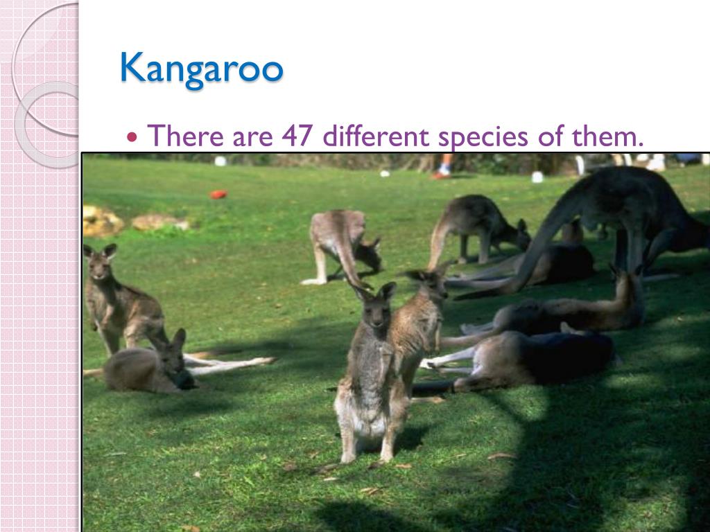 PPT - Kangaroo Kangaroo PowerPoint Presentation, free download - ID:2722769