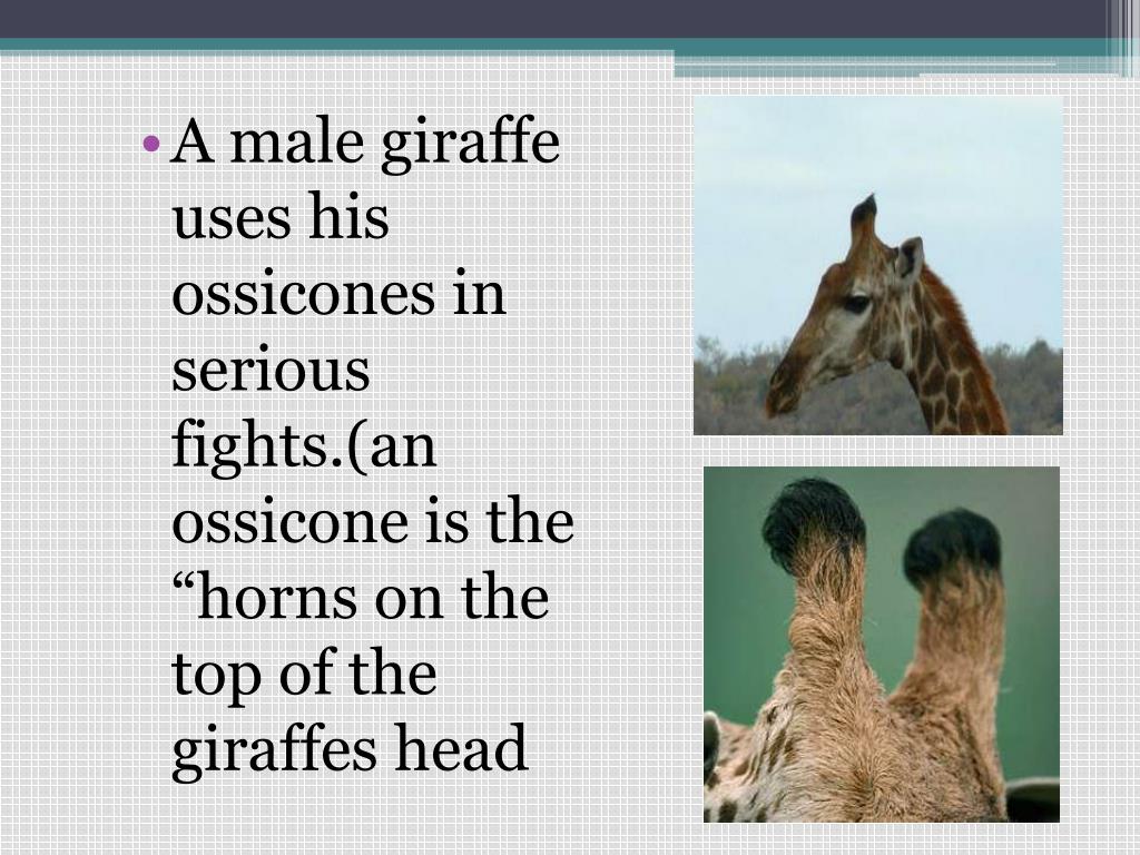 PPT - Giraffes PowerPoint Presentation, free download - ID:2725137