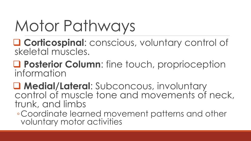 8: The Central Nervous System PowerPoint Presentation, free ... Biology Diagrams