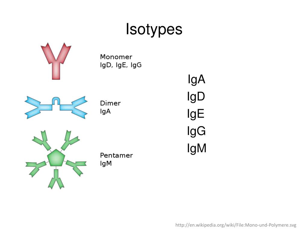 Иммуноглобулинов класса igg. Igg4 отличие от IGG. Разница между IGE И IGG. Разница между антителами IGM, IGE, iga, IGG. IGE IGG аллергия.