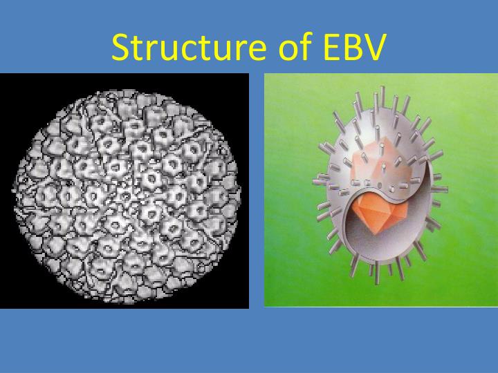 PPT - Epstein-Barr virus (EBV) PowerPoint Presentation - ID:2726911