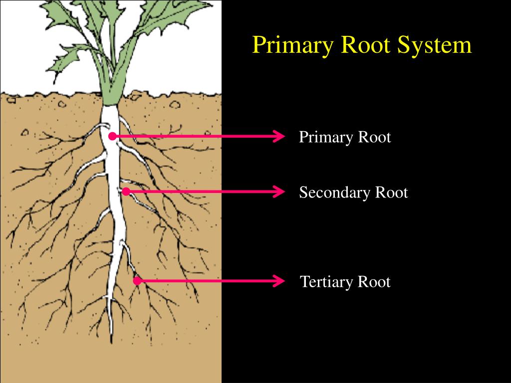 Roots do am