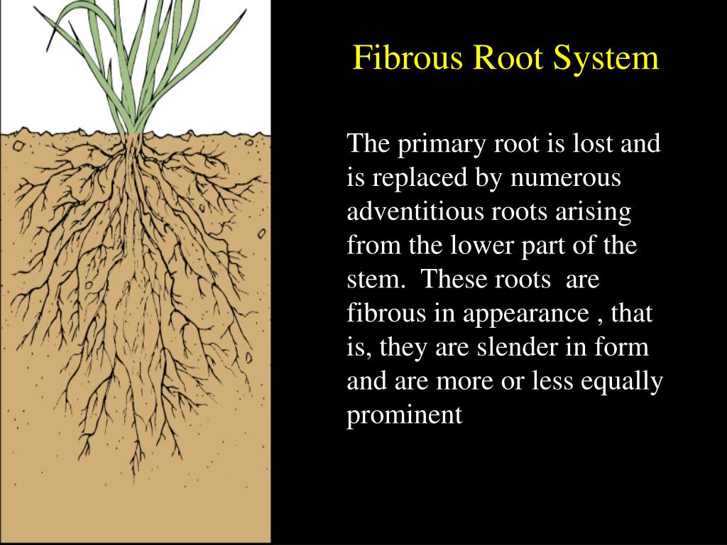Allow root