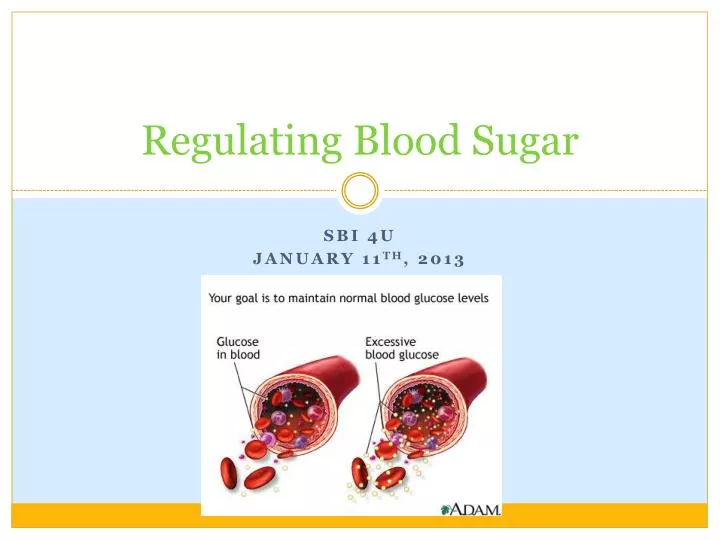 PPT - Regulating Blood Sugar PowerPoint Presentation, Free Download ...