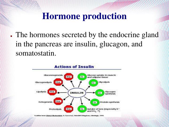 PPT - Pancreas (including Pancreatic Islets) By Shehryar Ahmed