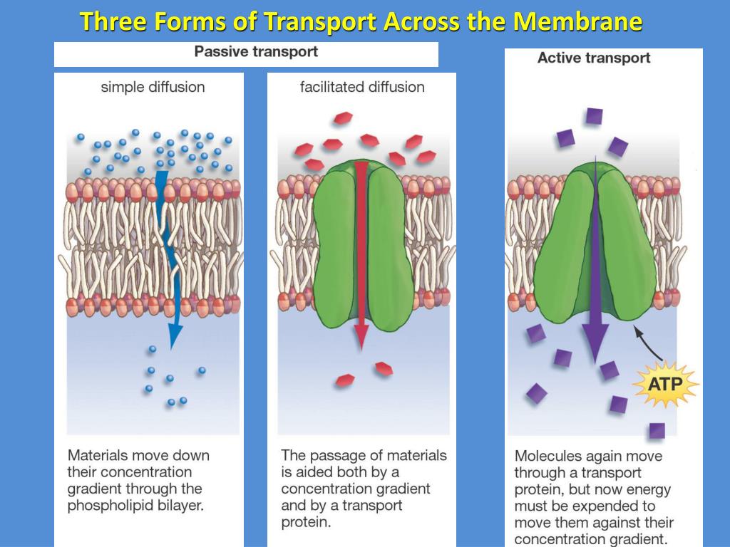 PPT Types of Transport Across Cell Membranes PowerPoint Presentation