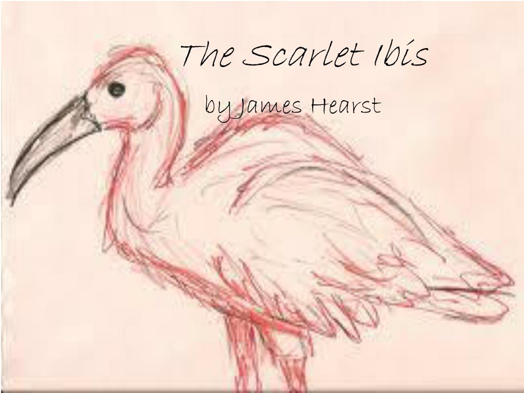 the scarlet ibis doodle