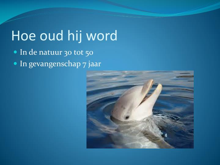 PPT - Dolfijnen PowerPoint Presentation - ID:2733224