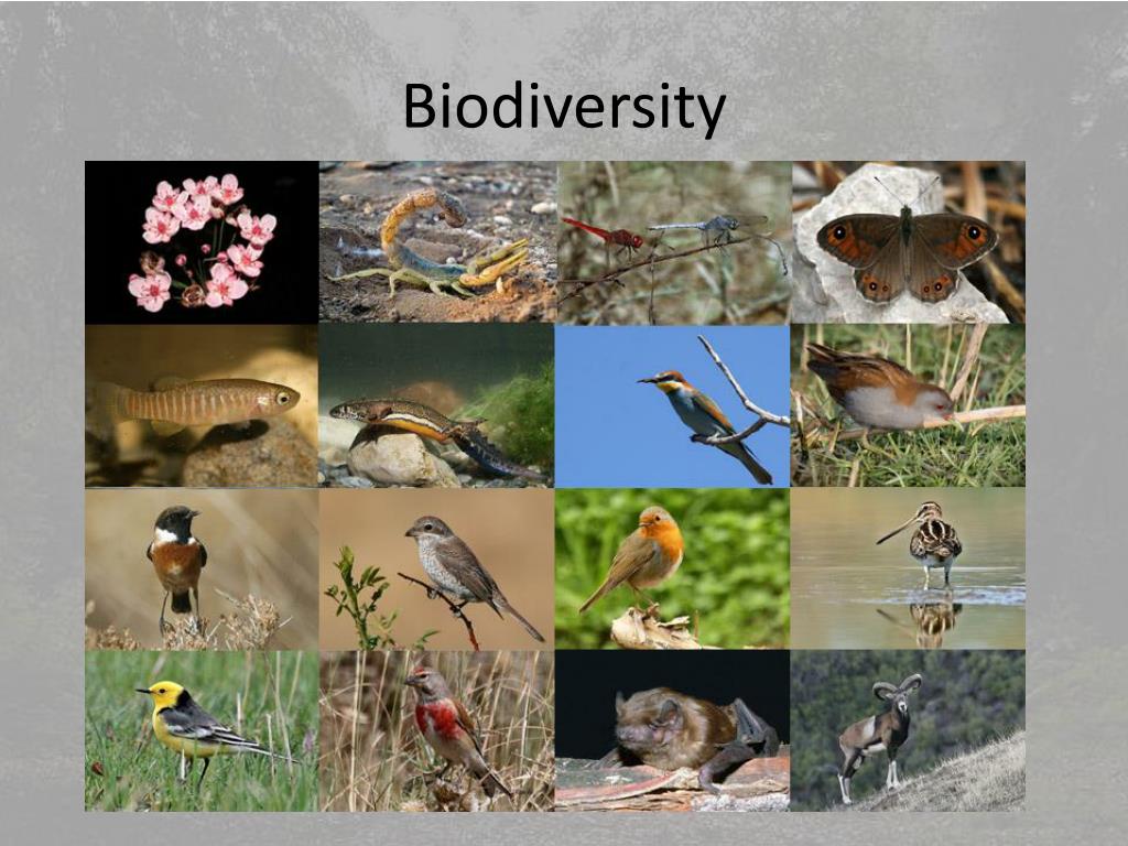 Изучение биоразнообразия