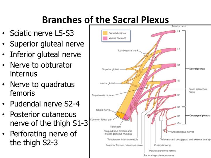 Ppt Lumbosacral Plexus Powerpoint Presentation Id2734304 2451