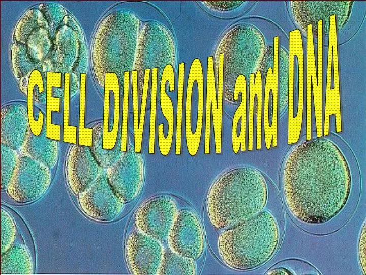 PPT - Cell Reproduction PowerPoint Presentation, Free Download - ID:2734703