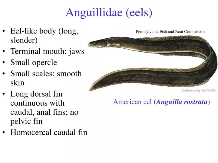 Ppt Anguillidae Eels Powerpoint Presentation Free Download Id