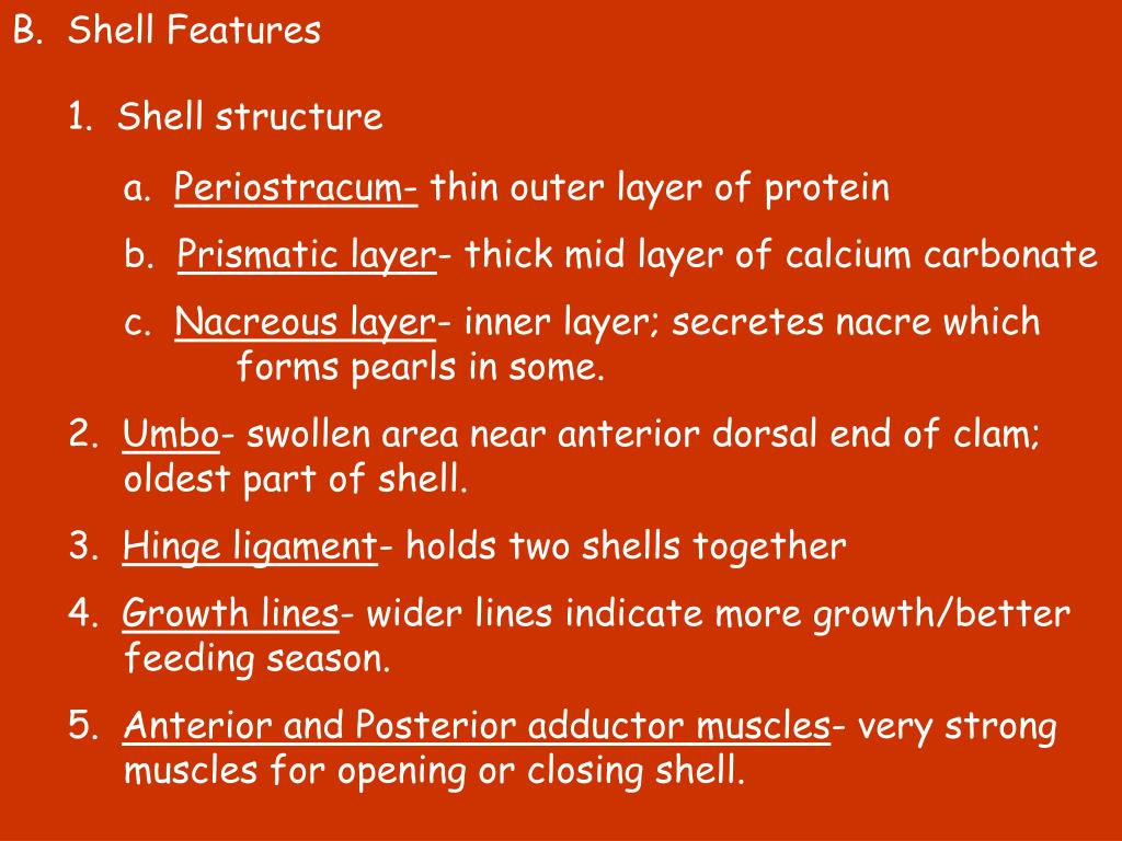 PPT - IIIb. Class Bivalvia Clams, oysters, mussels, scallops. All ...