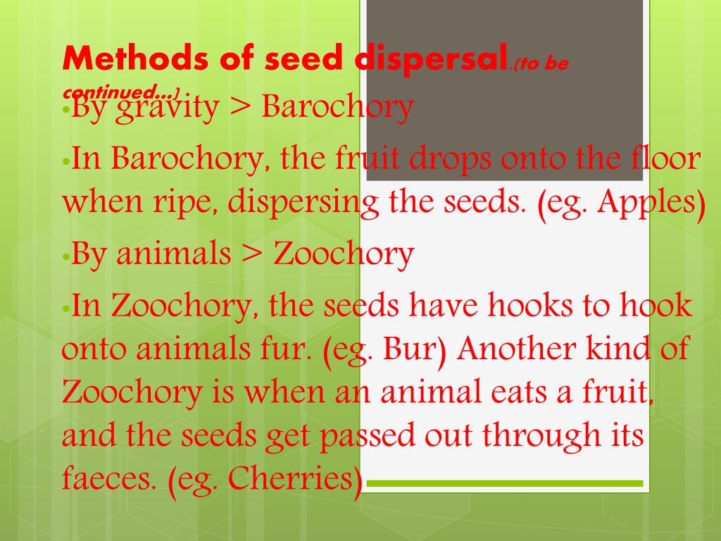 PPT Why is seed dispersal important? PowerPoint Presentation, free