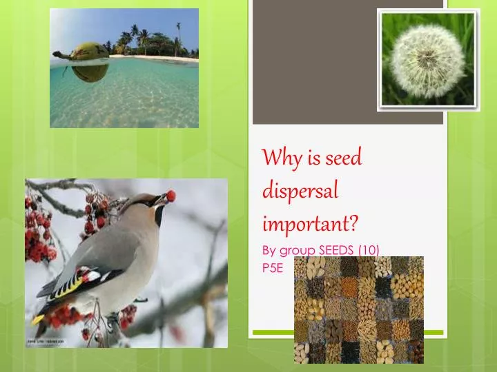 Why Are Seeds Important