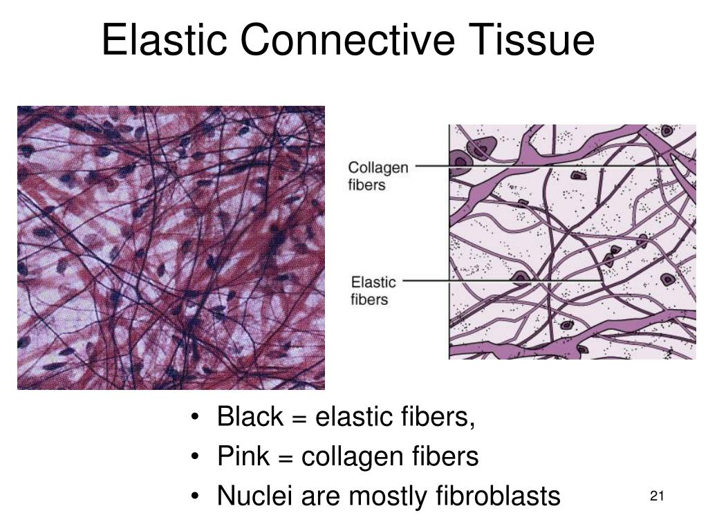 PPT Tissues PowerPoint Presentation Free Download ID 2736468 ppt-tissues-powerpoint-presentation-free-download-id-2736468