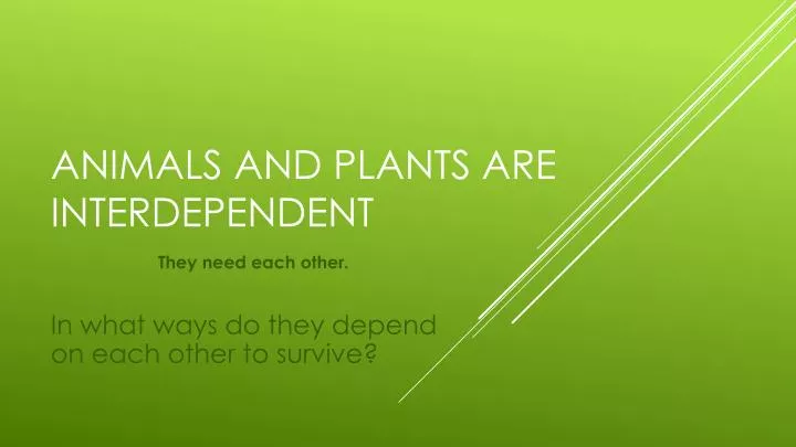 PPT - Animals and plants are interdependent PowerPoint Presentation, free  download - ID:2736964