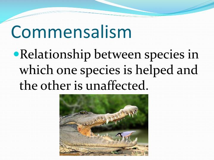 PPT - Interdependence Among Living Systems PowerPoint Presentation - ID ...