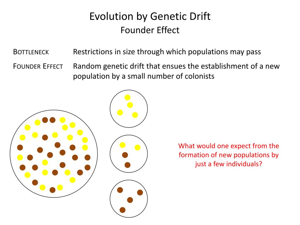 PPT - Genetic Drift and Neutral Theory PowerPoint Presentation, free download - ID:2737606