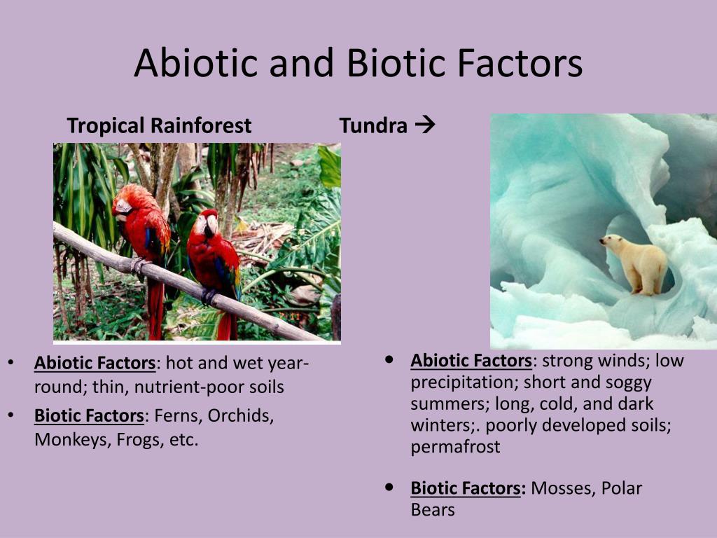 Abiotic Factors of a Rain Forest