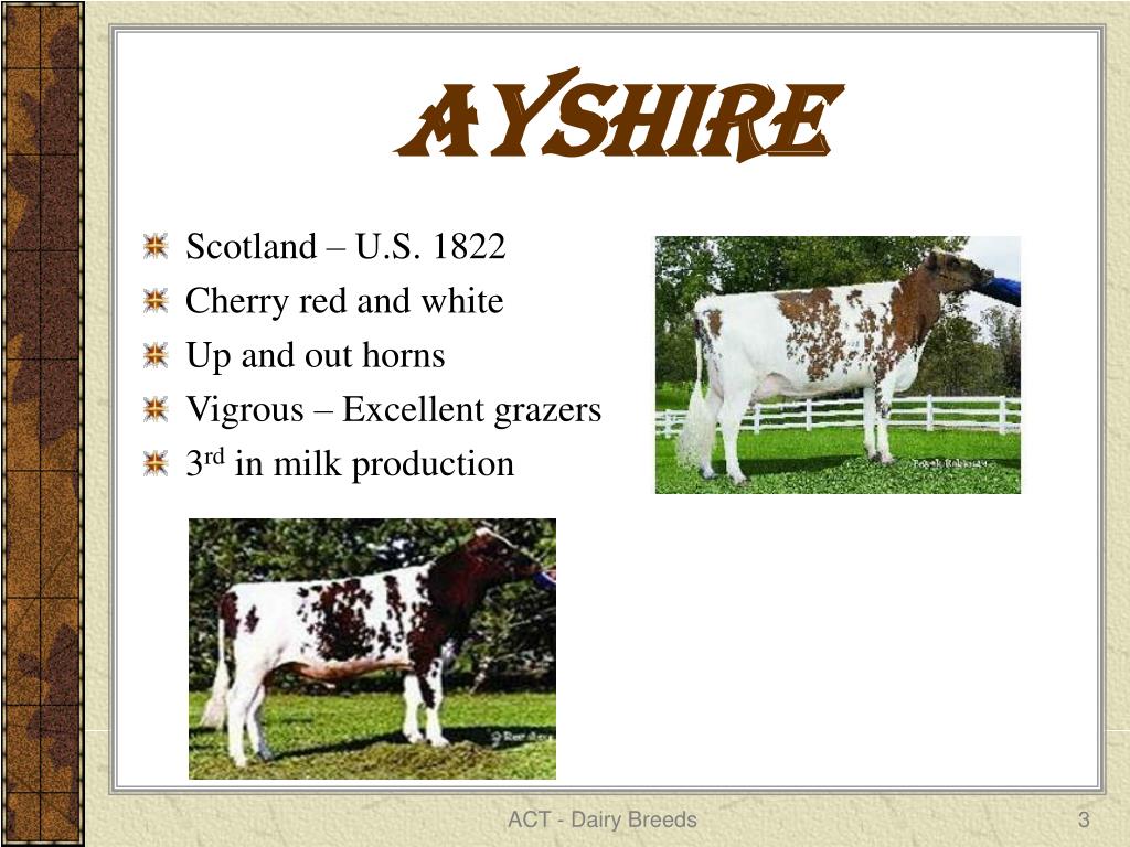 PPT Dairy Cattle Breeds PowerPoint Presentation, free download ID