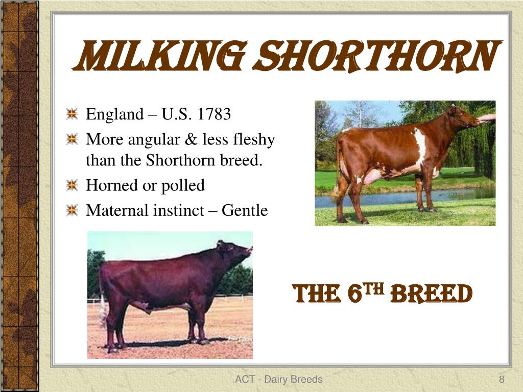 PPT Dairy Cattle Breeds PowerPoint Presentation, free download ID