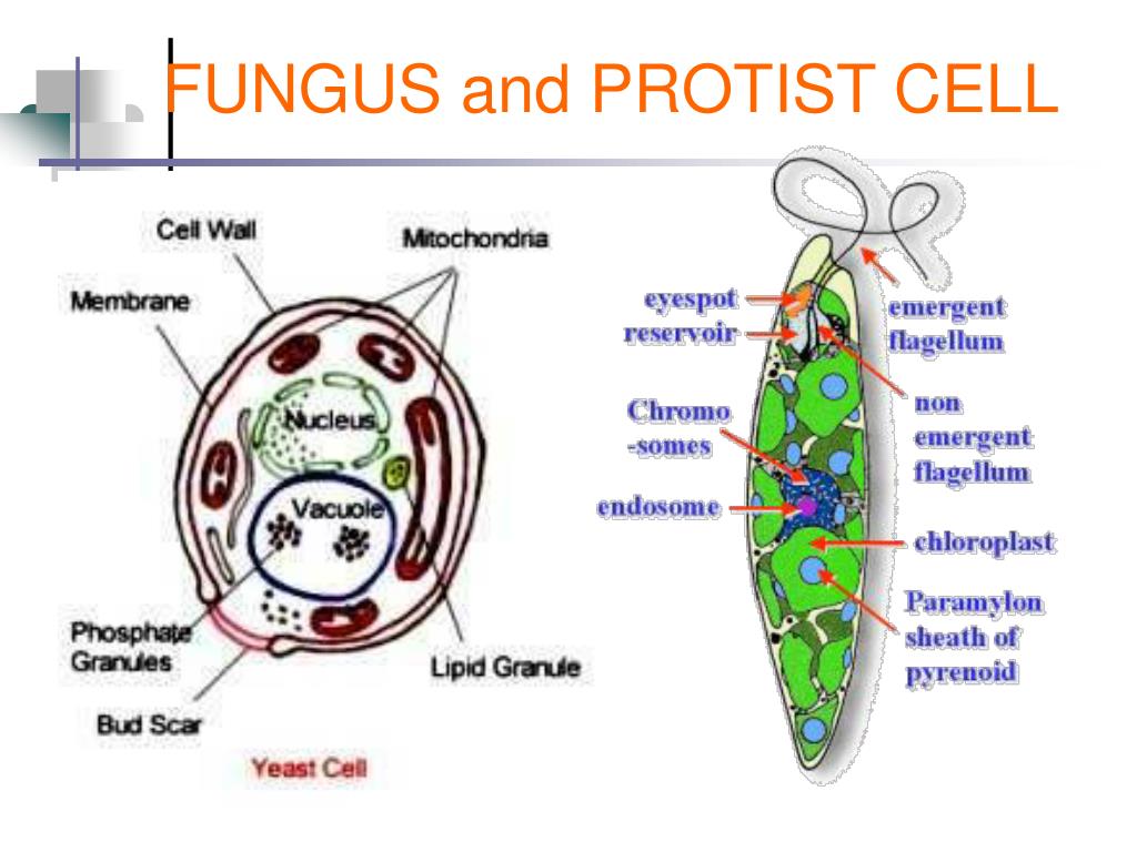 PPT - Prokaryotic Cells PowerPoint Presentation, free download - ID:2738793