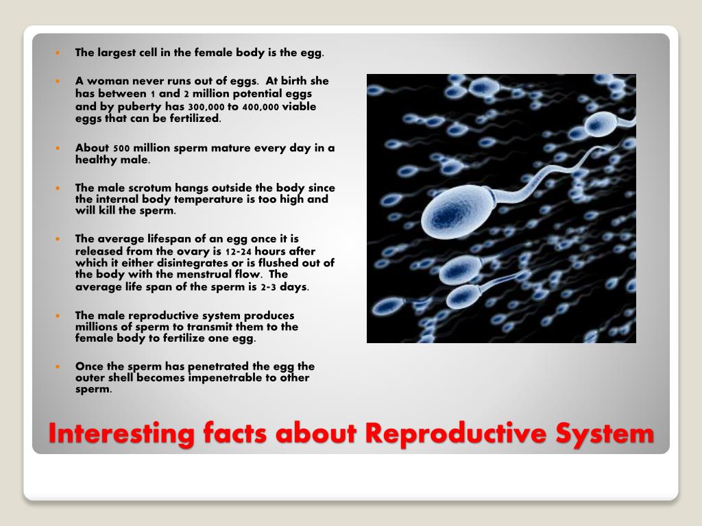 fun facts about the reproductive system
