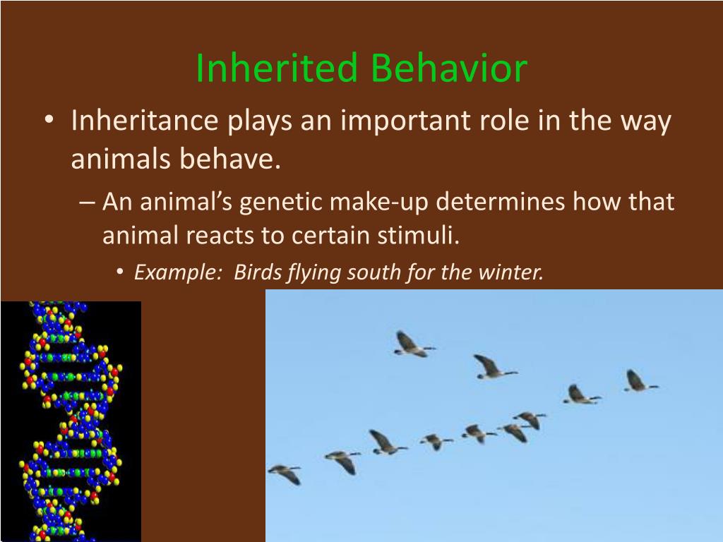 PPT Animal Behavior PowerPoint Presentation, free download ID2739287