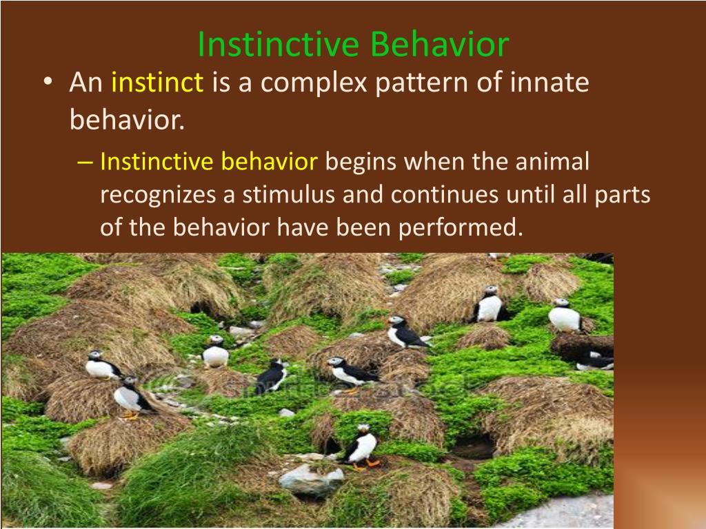 ppt-animal-behavior-powerpoint-presentation-free-download-id-2739287