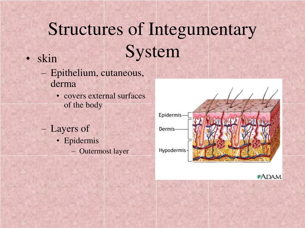 Ppt The Integumentary System Powerpoint Presentation Free Download