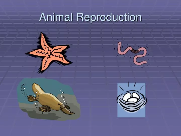 PPT - Animal Reproduction PowerPoint Presentation, free download - ID:2740256 PPT - Animal Reproduction PowerPoint Presentation, free download - ID:2740256